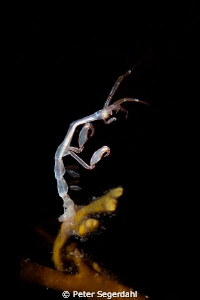 Ghost schrimp aka Caprella linearis
 by Peter Segerdahl 